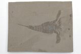 Eurypterus (Sea Scorpion) Fossil - New York #207557-1